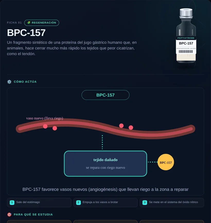Ficha ilustrada de BPC-157