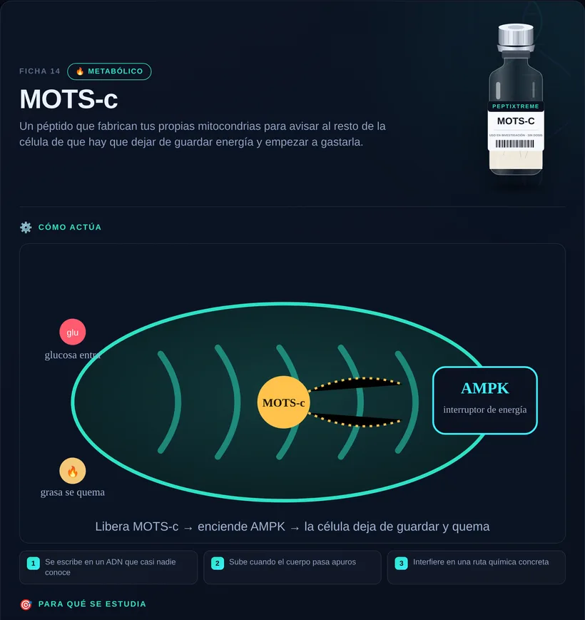 Ficha ilustrada de MOTS-c